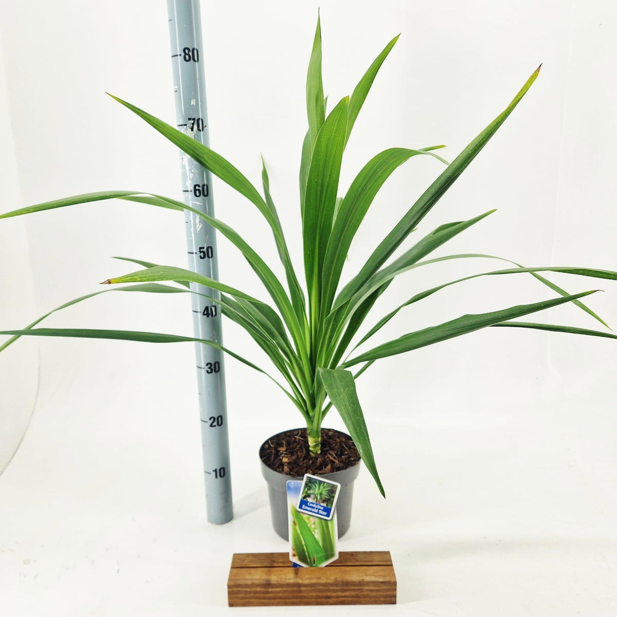 Cordyline 75cm 19cm Pot