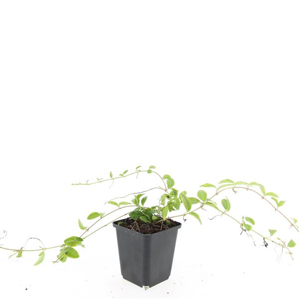 Vinca Argenteovariegata 5cm 9cm Pot