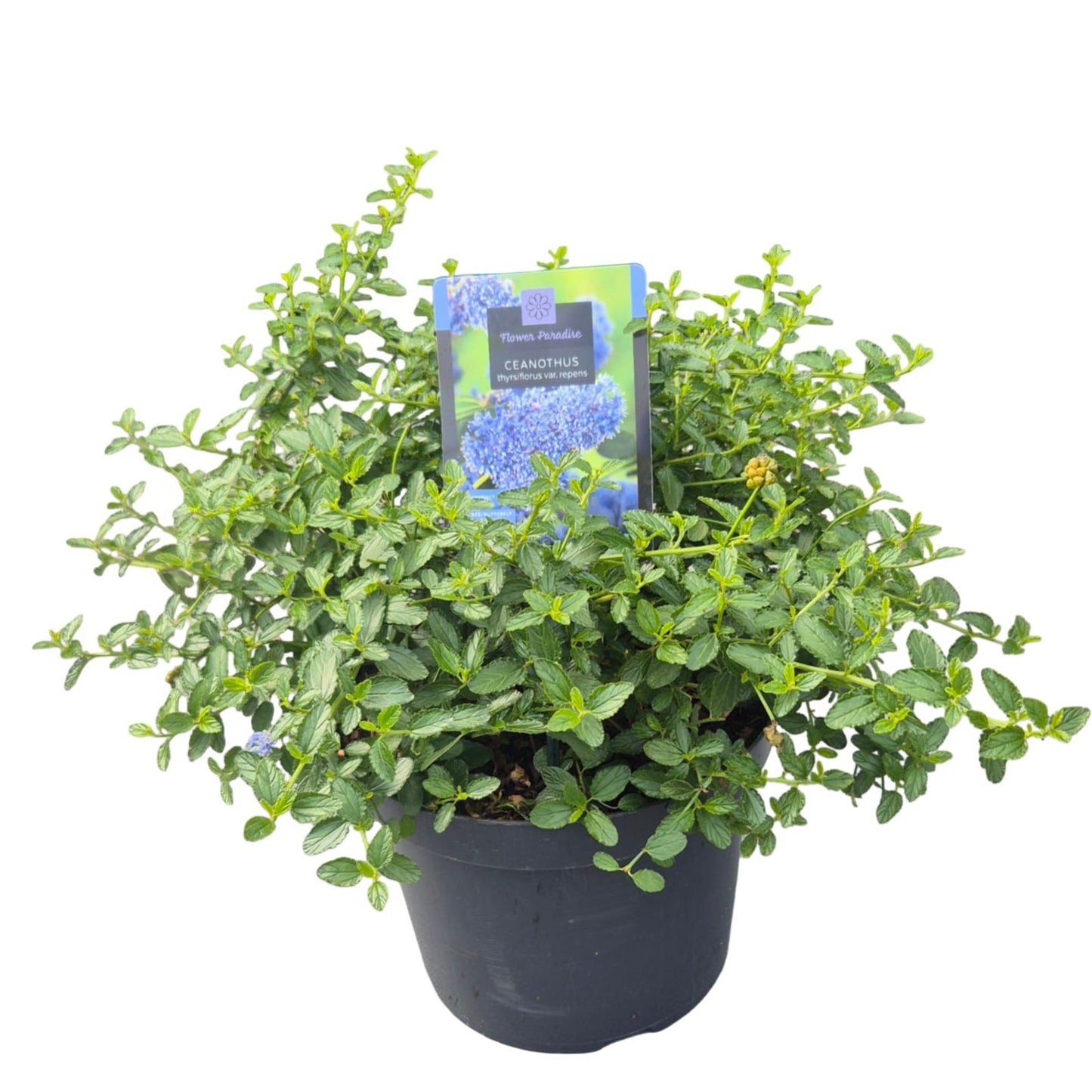 Ceanothus thyrsiflorus repens 45cm 26cm Pot