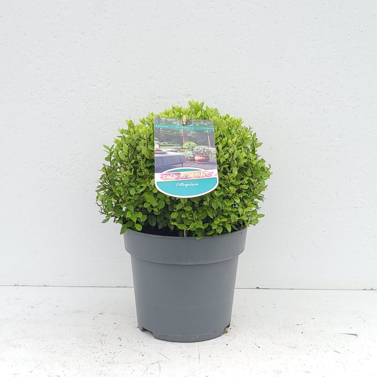 Pittosporum tenuifolium 40cm 23cm Pot