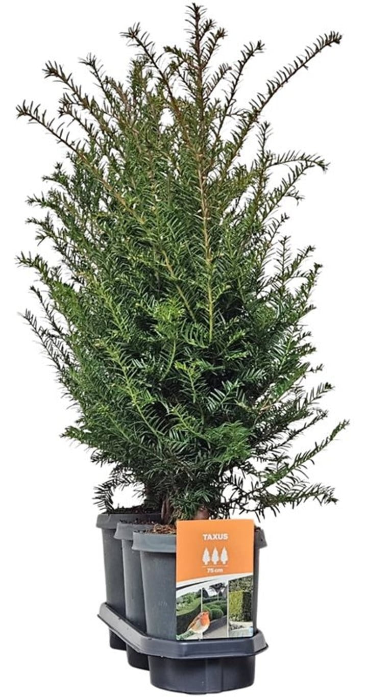 Taxus baccata 80cm 21cm Pot