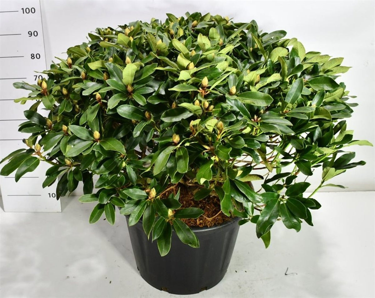 Rhododendron hippophaeoides 110cm 58cm Pot