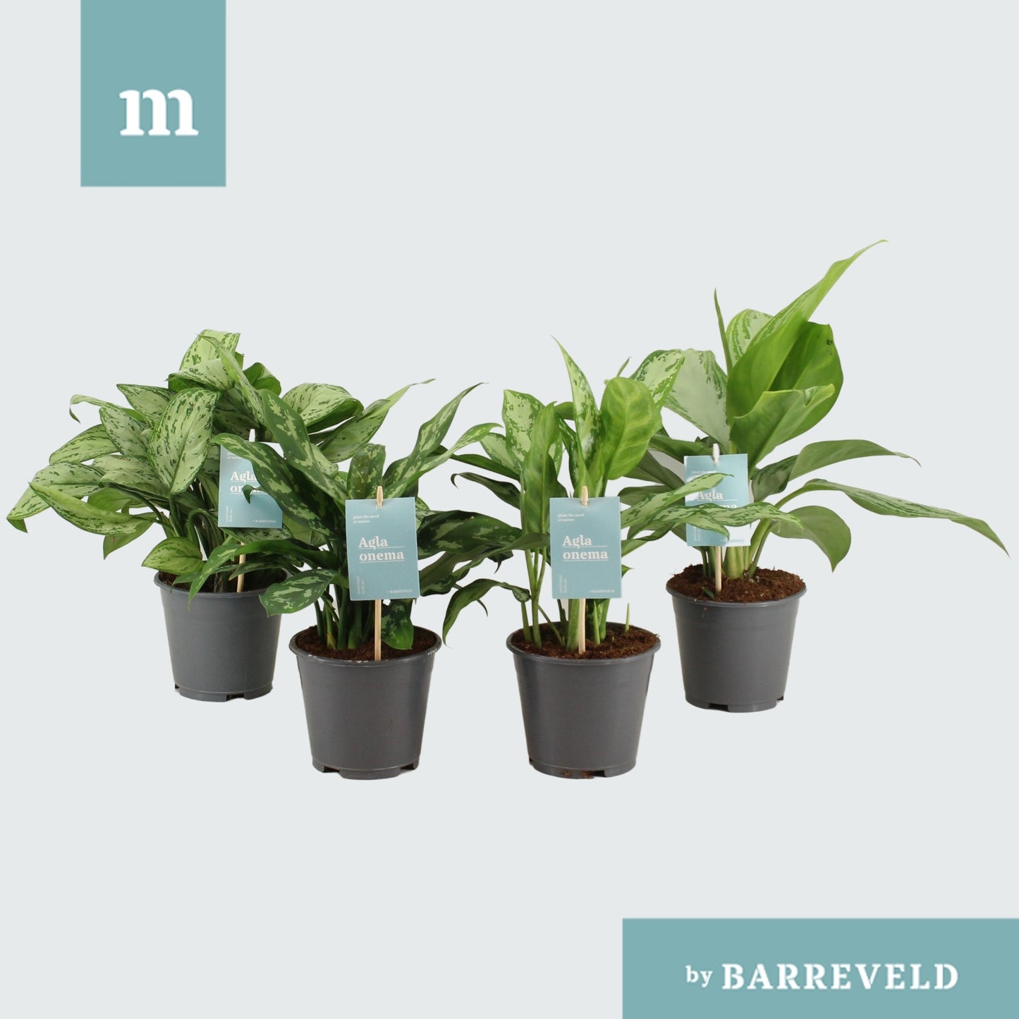 Aglaonema mix 30cm 14cm Pot