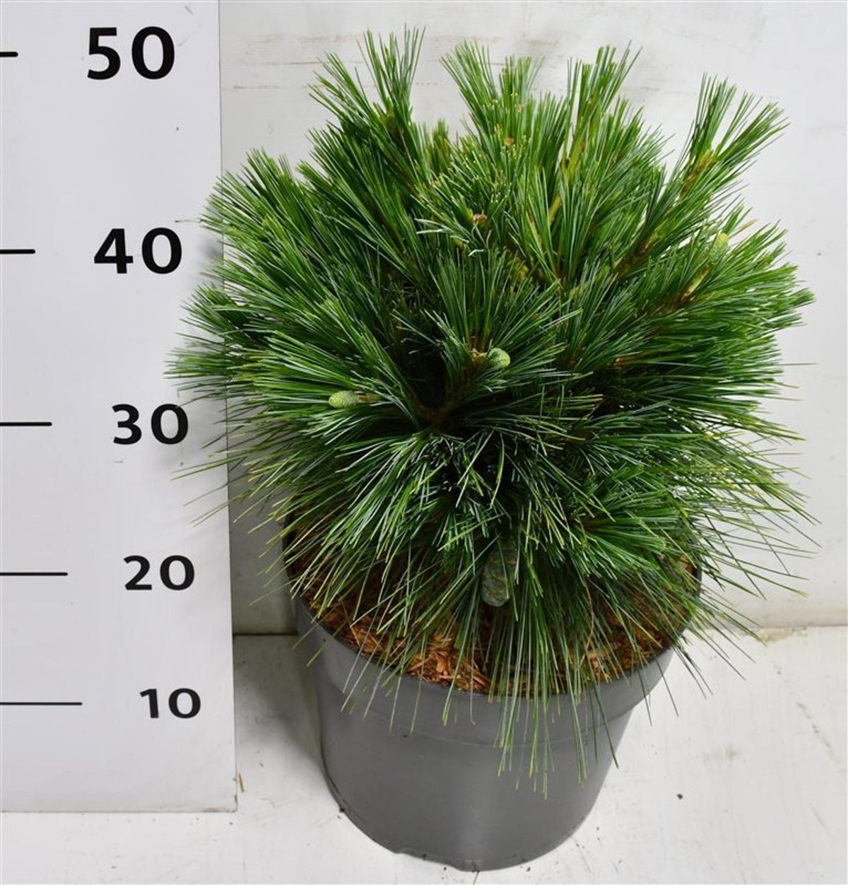 Pinus hybrid 60cm 26cm Pot