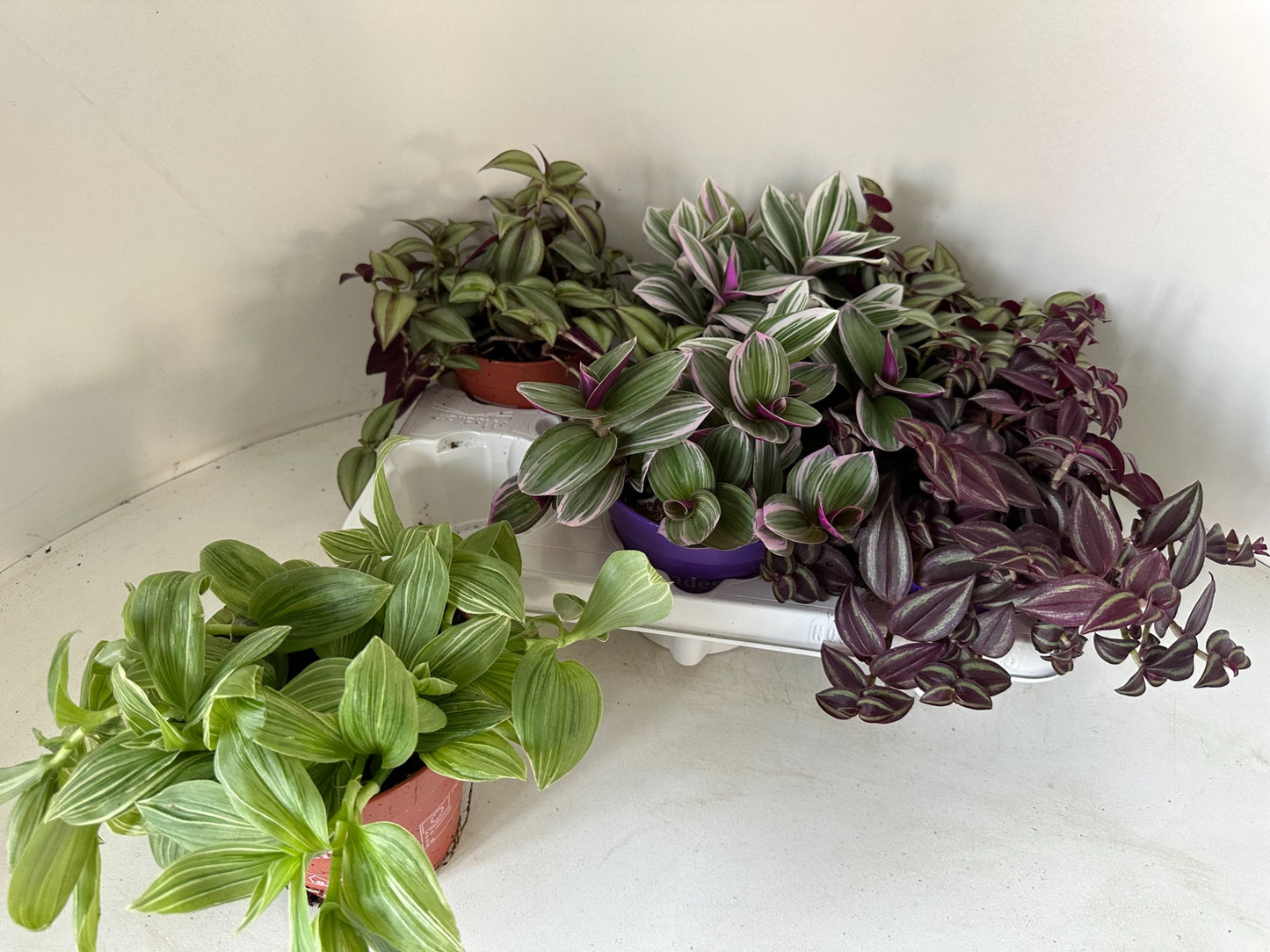 Tradescantia mix 10cm 12cm Pot