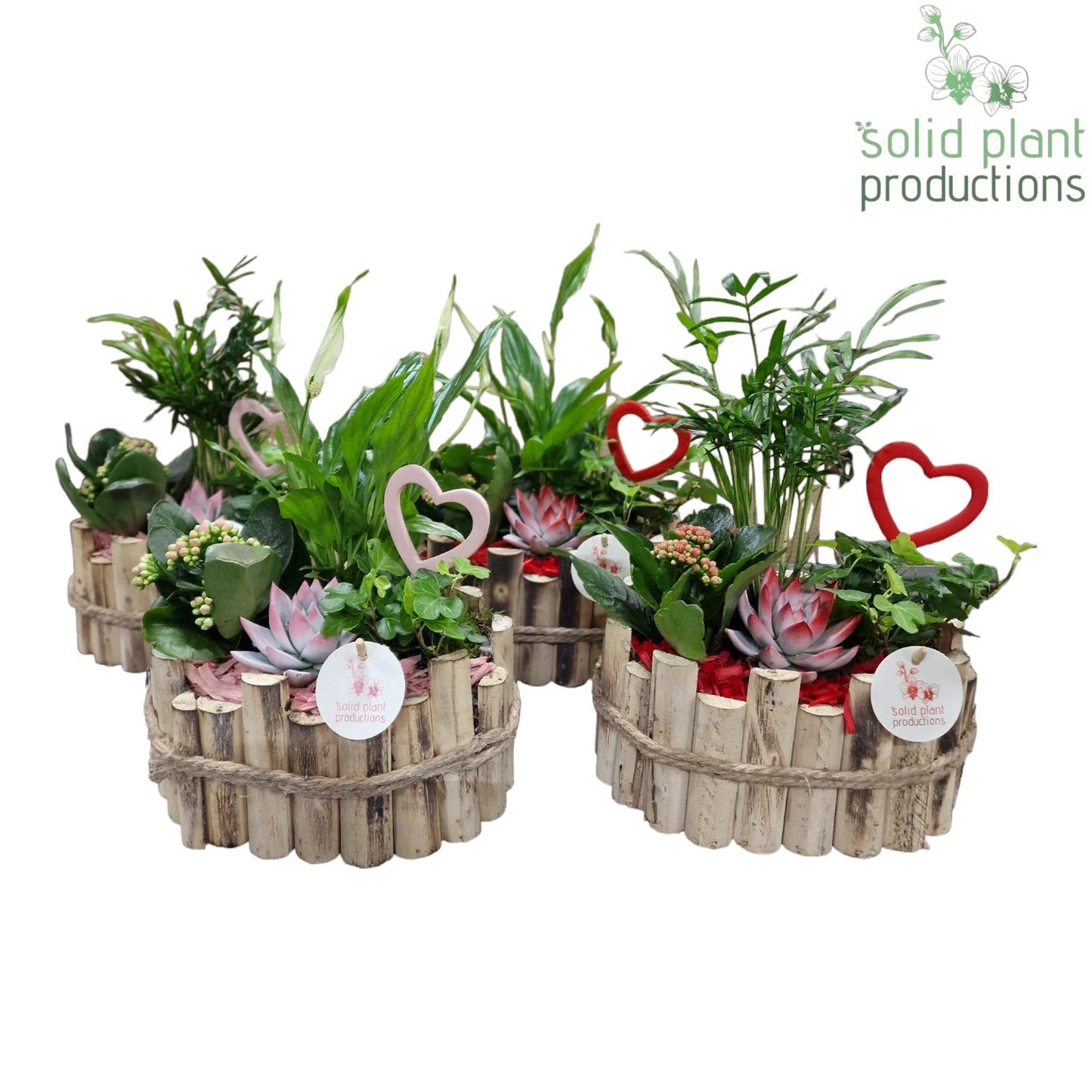 HVSCE003 Bologna Small Red/Pink Mix 35cm 23cm Pot