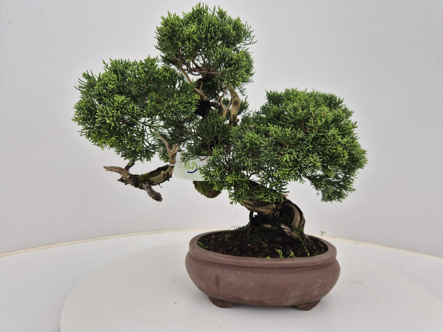 Juniperus chinensis 37cm 17cm Pot