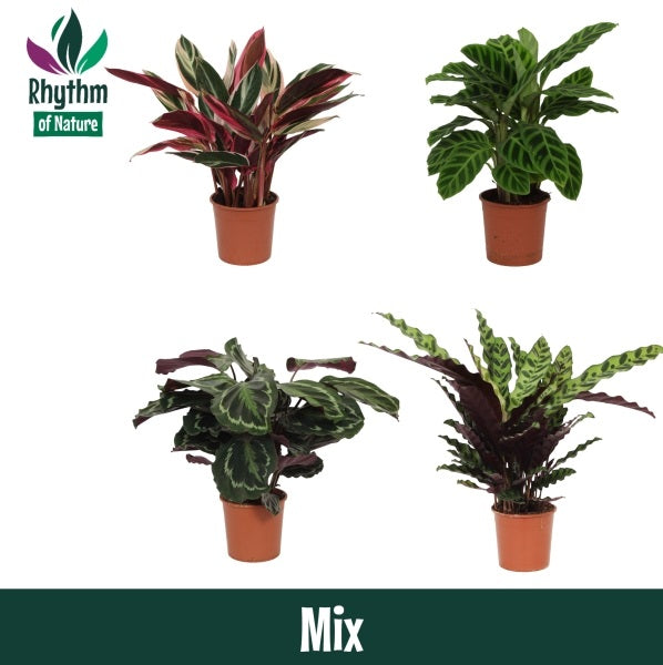 Valstar, Hkw. Gebr. Calathea mix Pack of 8