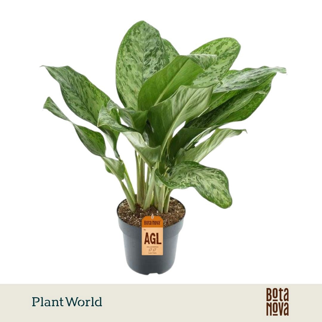 Plantworld Jogrow Aglaonema Greenlight Pack of 3