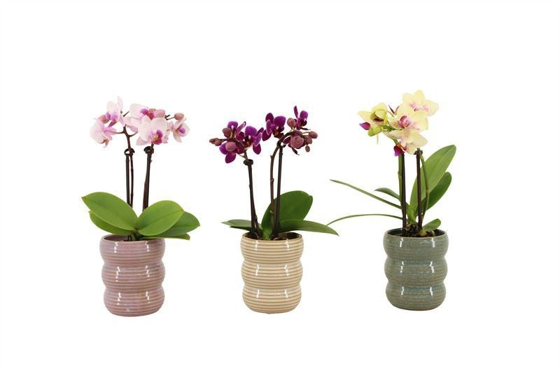 Phalaenopsis hybrid 17cm 6cm Pot