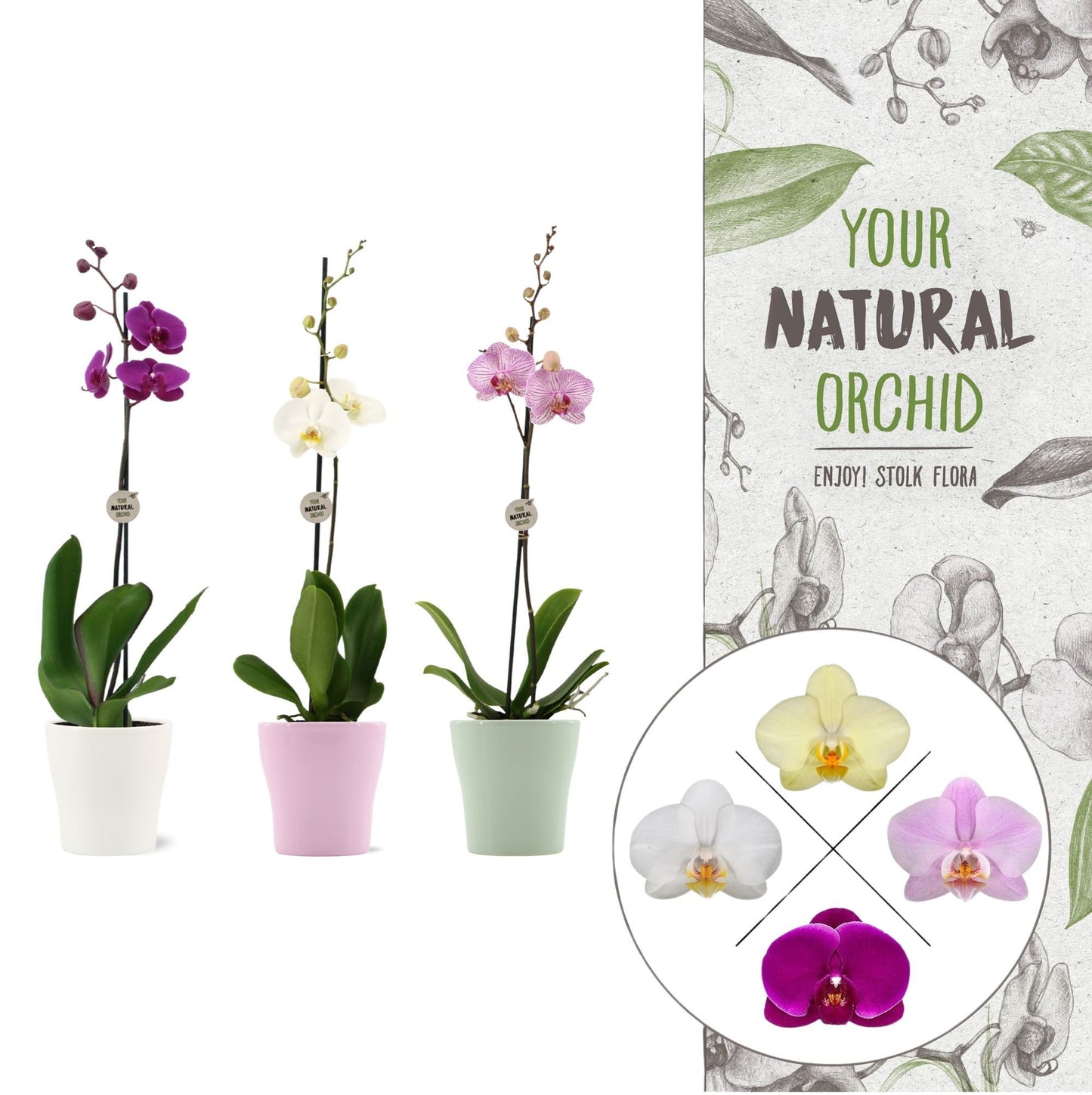 Phalaenopsis mix 60cm 12cm Pot