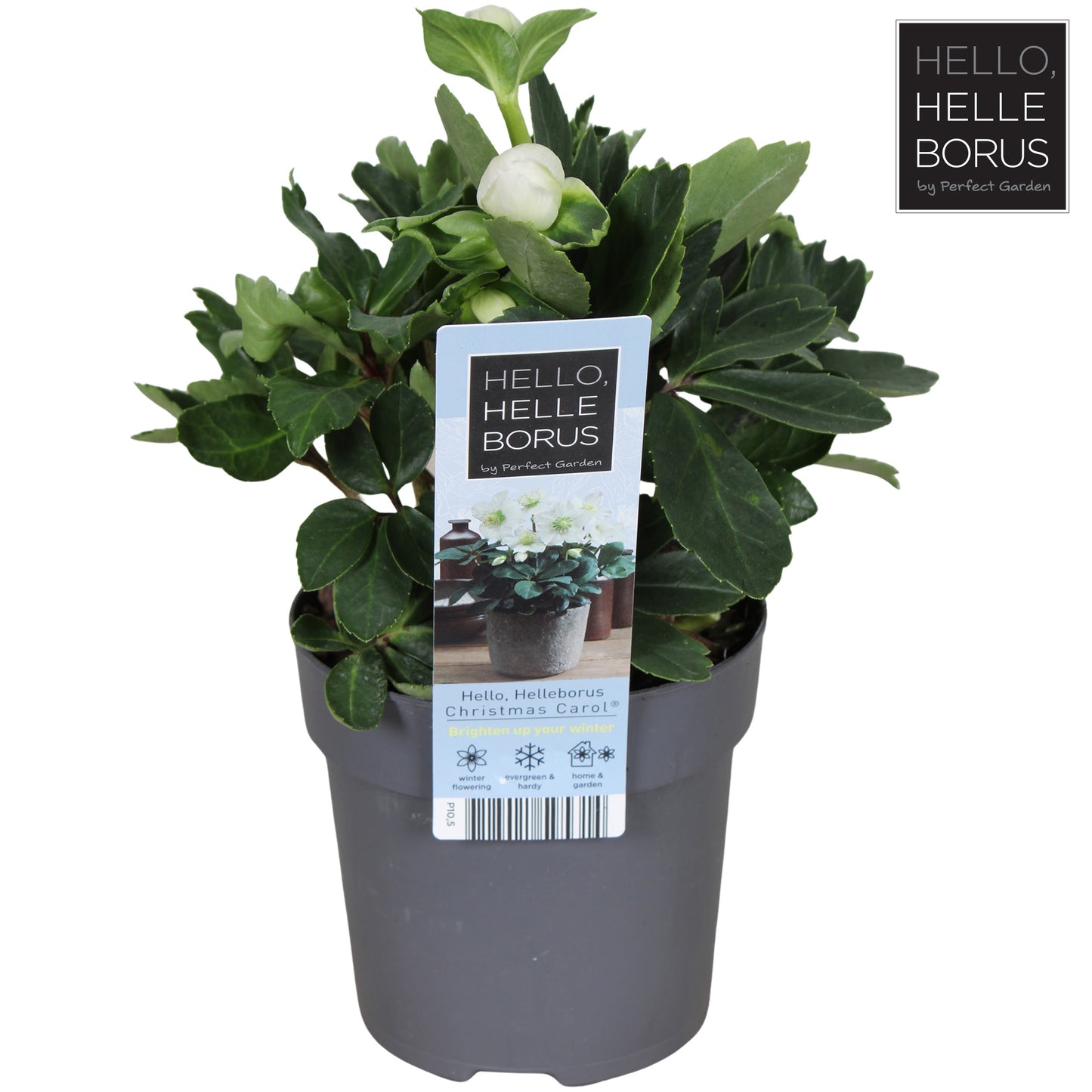 Helleborus niger Christmas Carol 20cm 10cm Pot