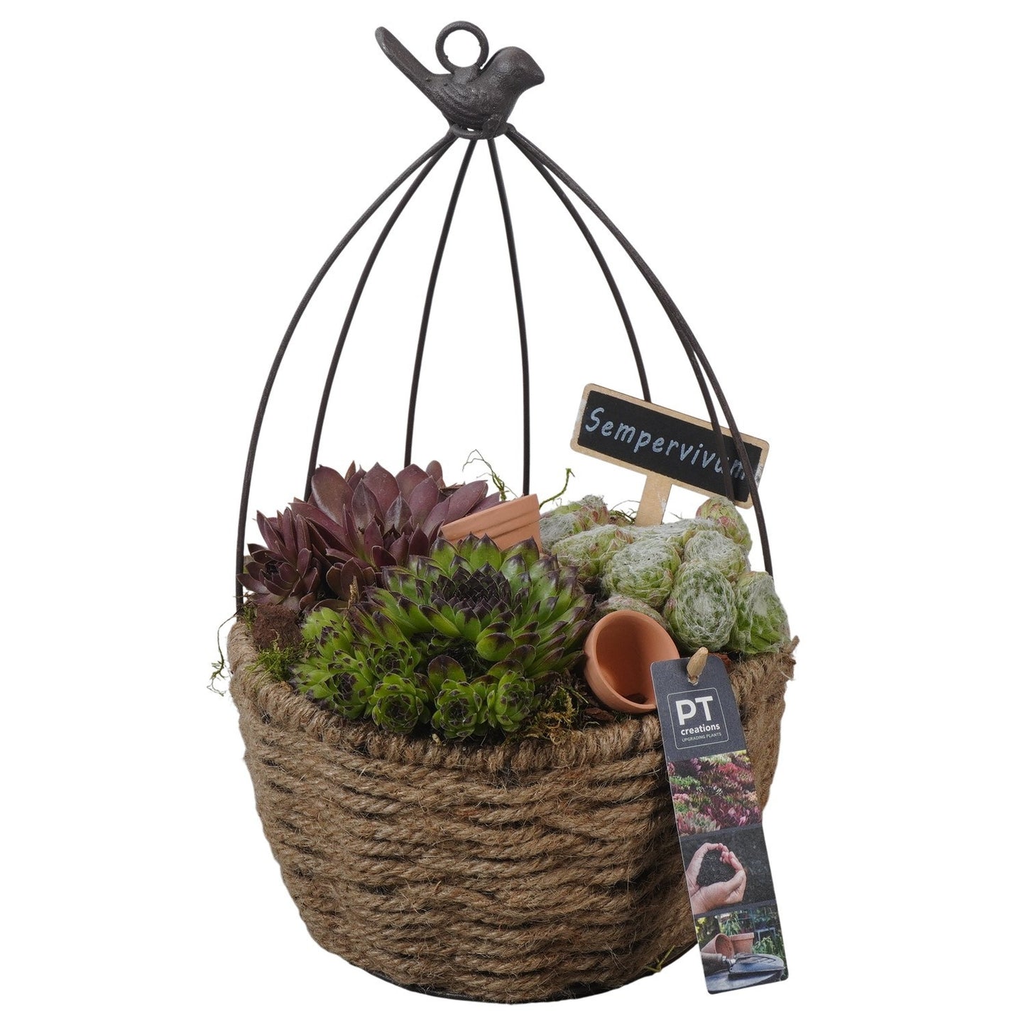 arr. Sempervivum 36cm 20cm Pot