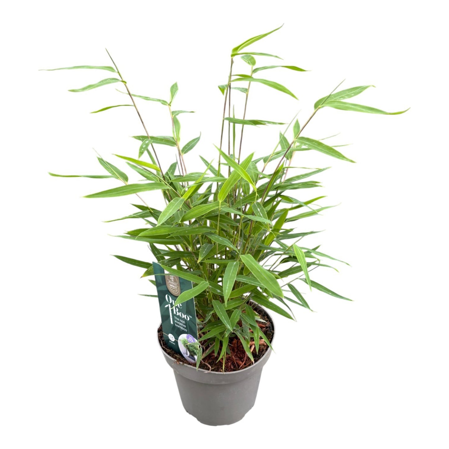 Fargesia nitida 30cm 14cm Pot