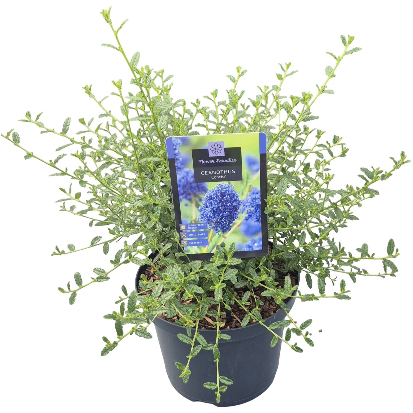Peijl Tuinplanten, Van der Ceanothus thyrsiflorus repens Pack of 1
