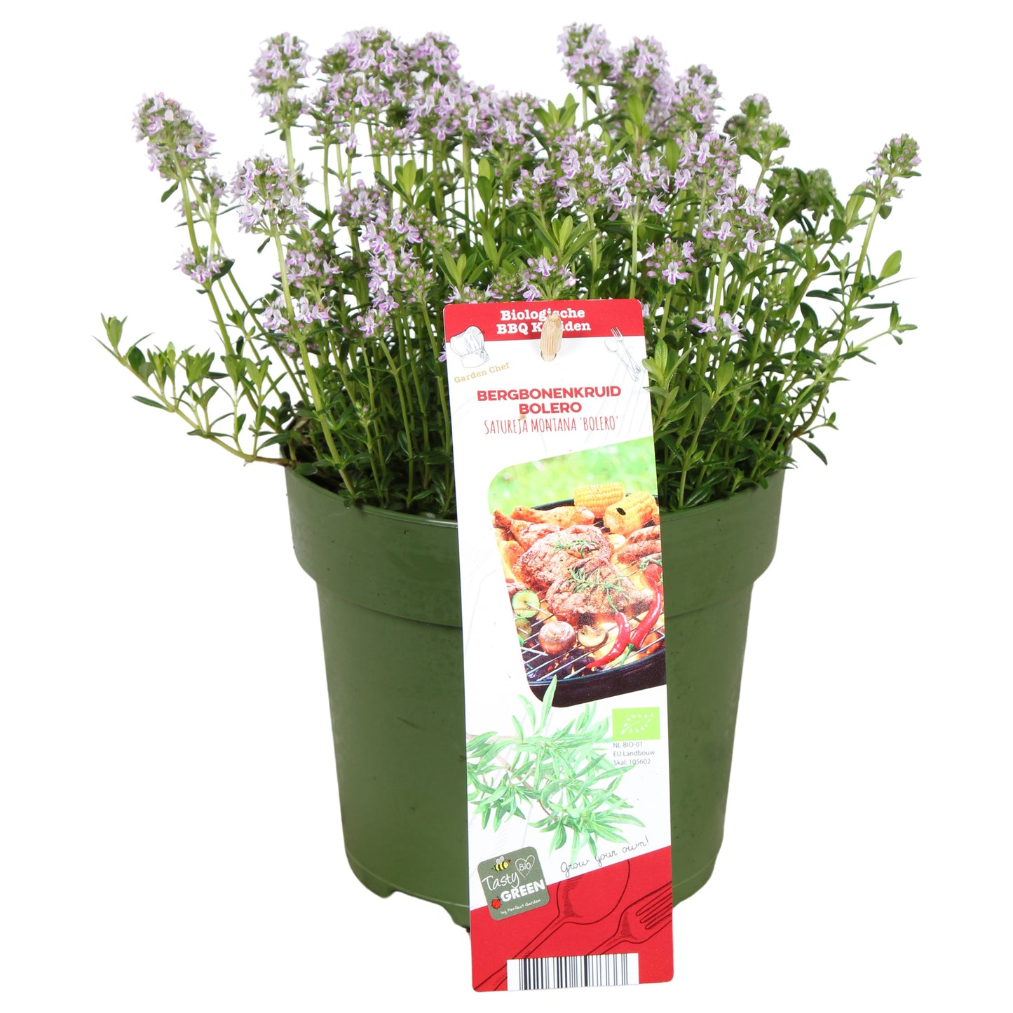 Satureja montana 30cm 14cm Pot