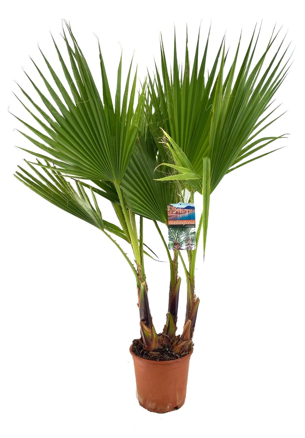 Washingtonia robusta 120cm 21cm Pot