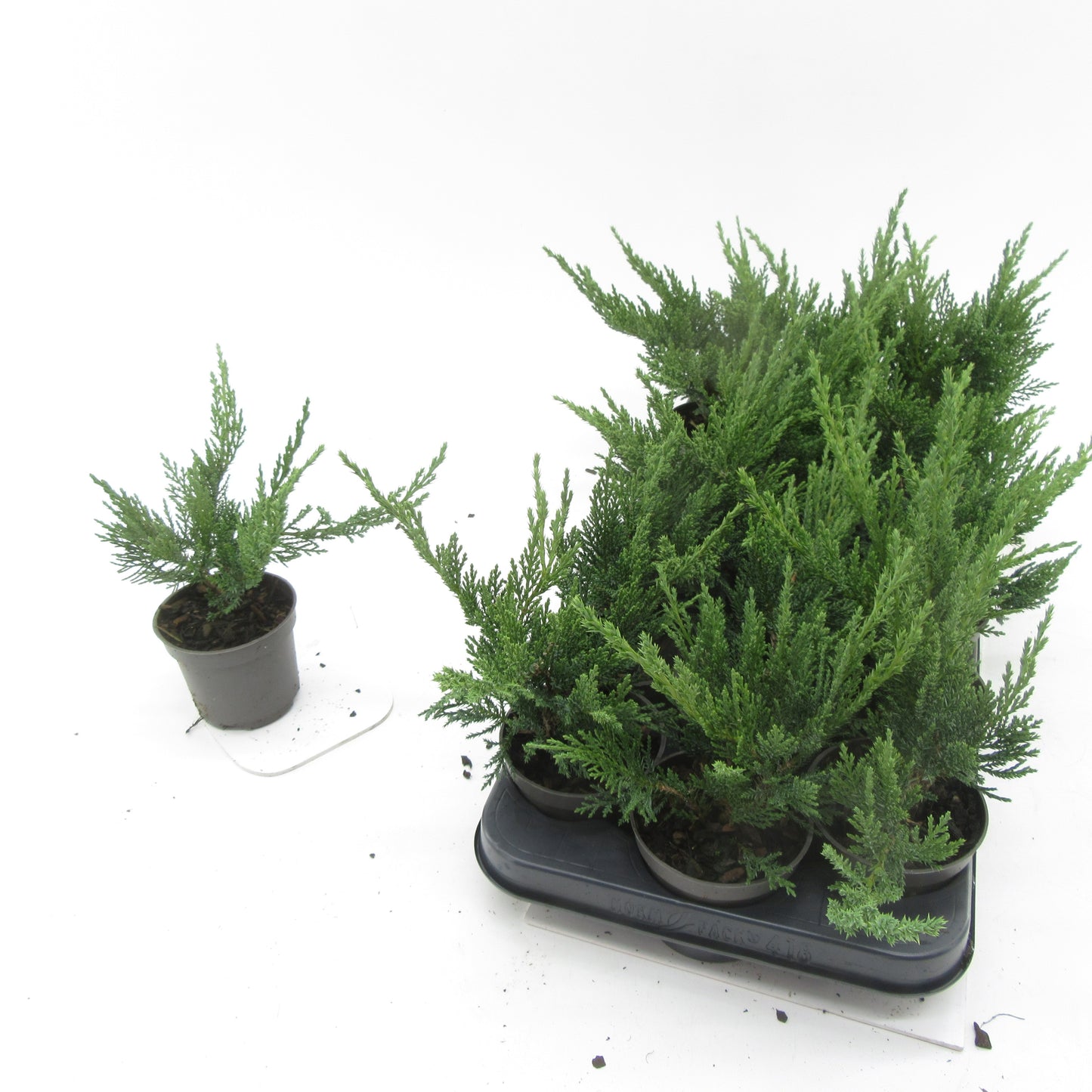 Juniperus sab. Tamariscifolia 15cm 9cm Pot