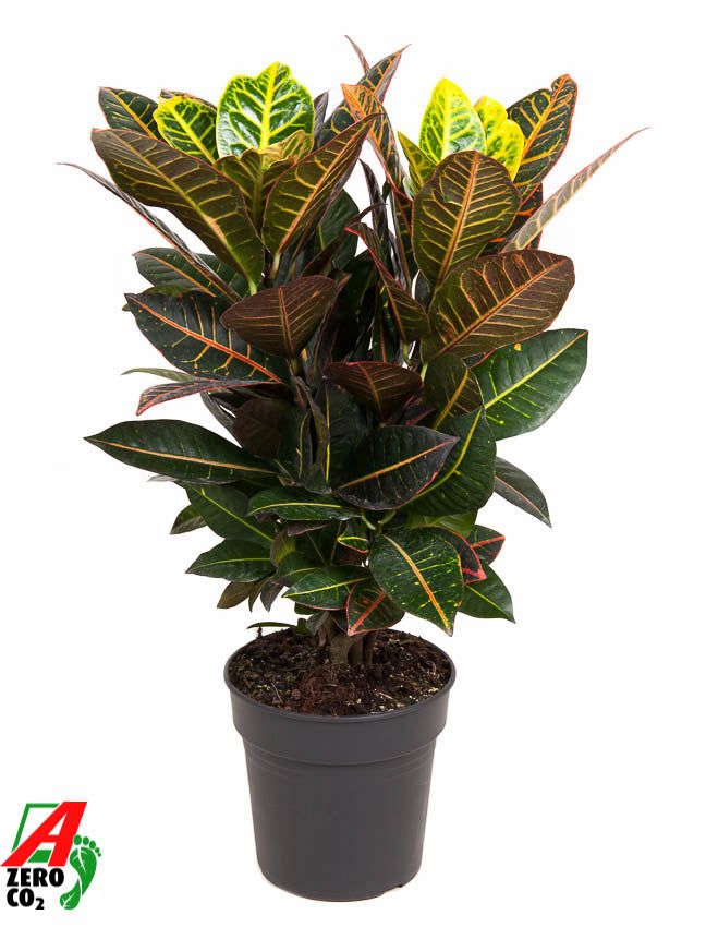 Codiaeum Petra branched 70cm 21cm Pot