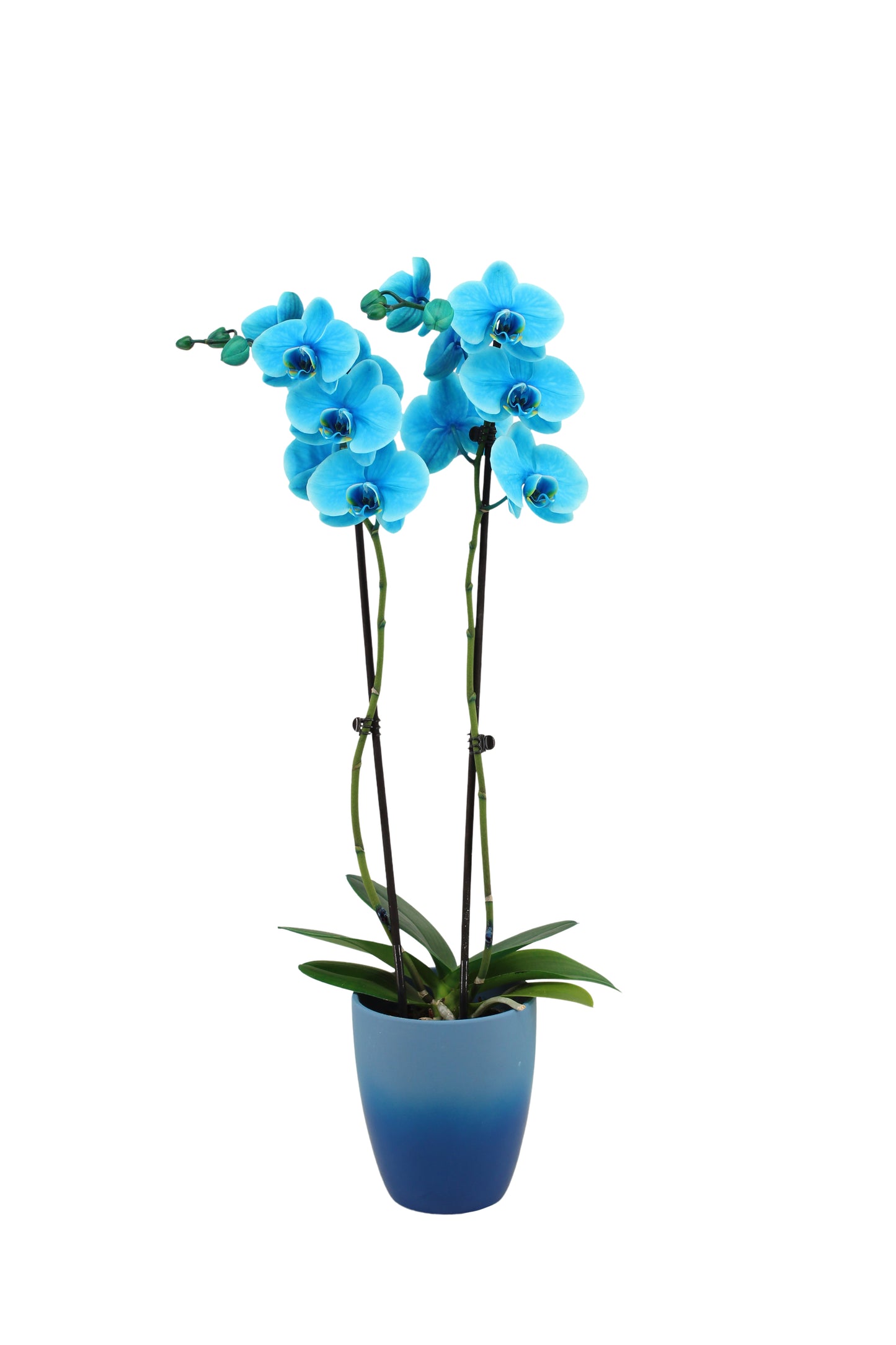 Phalaenopsis Royal ocean blue circle 55cm 12cm Pot