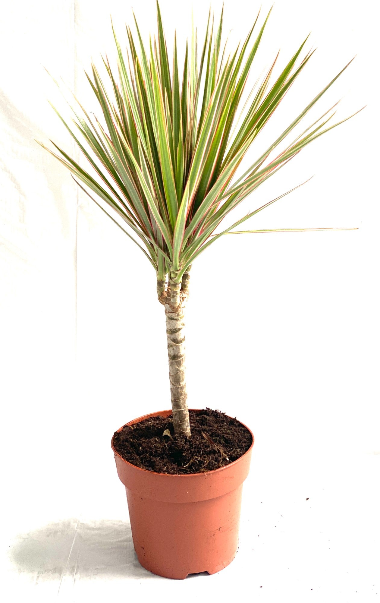 Dracaena Bicolor 65cm 17cm Pot