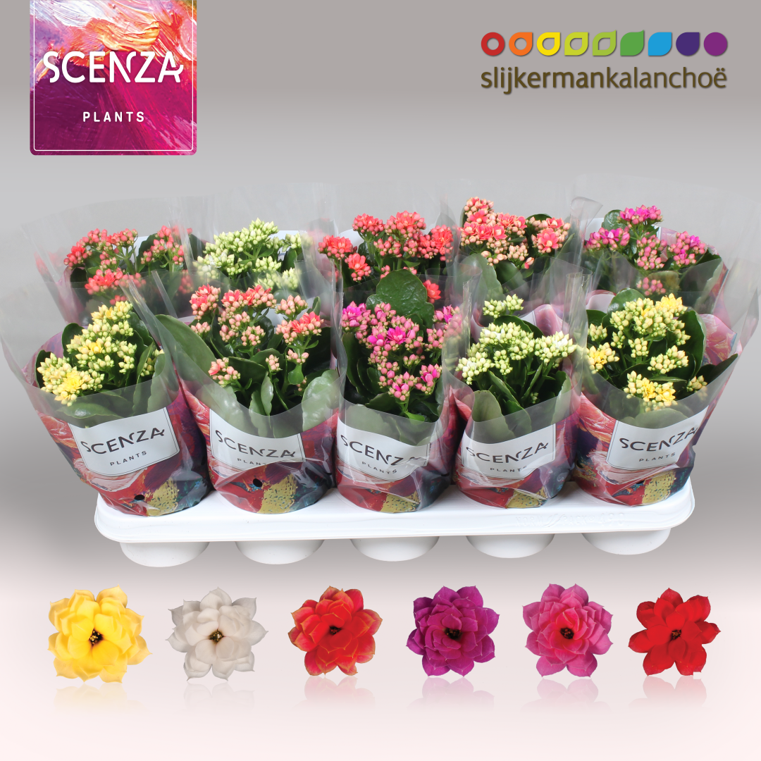 Kalanchoe mix 26cm 12cm Pot