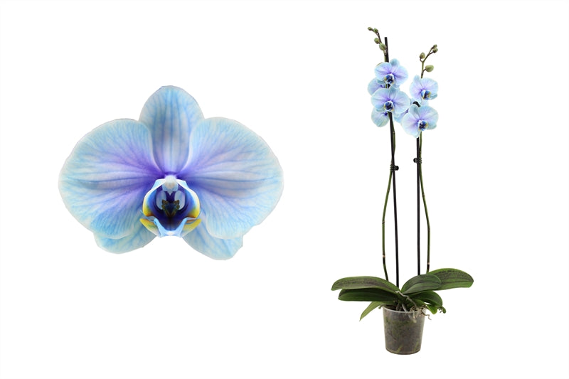 Phalaenopsis Hybrid 55cm 12cm Pot