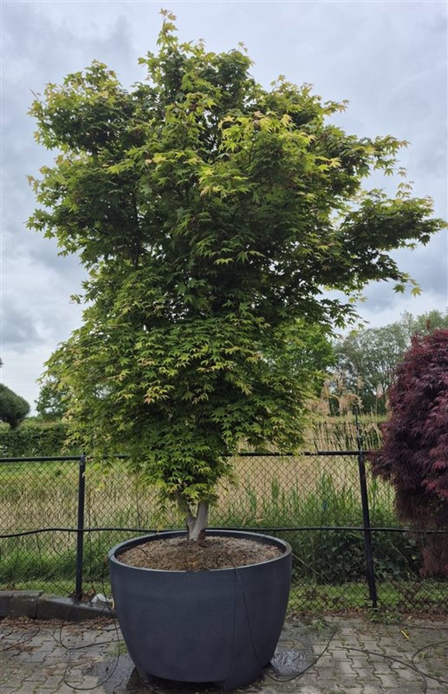 Acer Osakazuki 500cm 140cm Pot