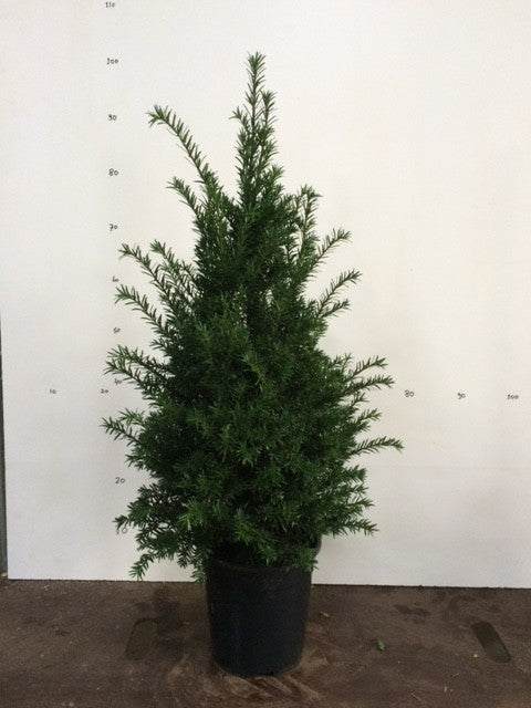 Taxus baccata 90cm 23cm Pot