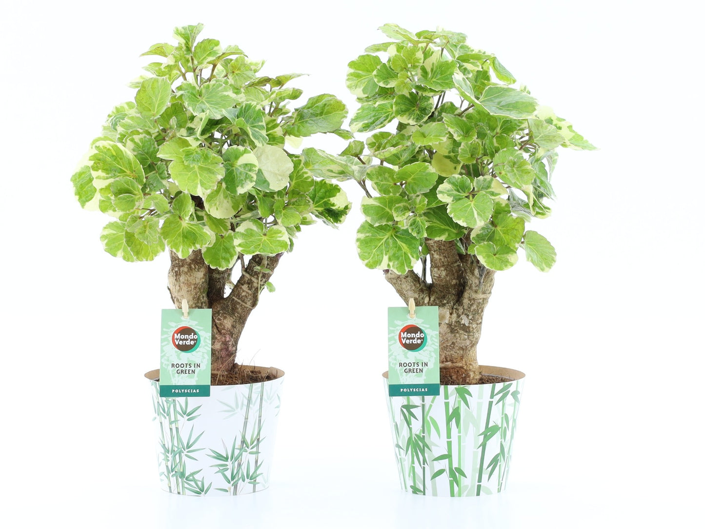 Polyscias scut. Balfourii 40cm 12cm Pot