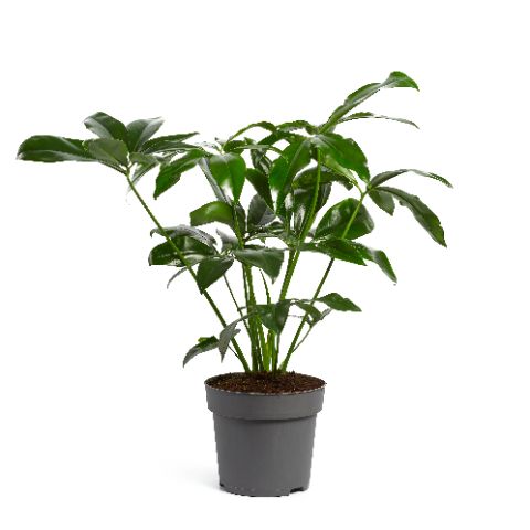 Ichtus Plants Philodendron Fun Bun Pack of 1
