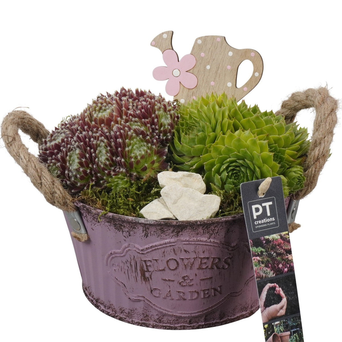 arr. Sempervivum 18cm 16cm Pot