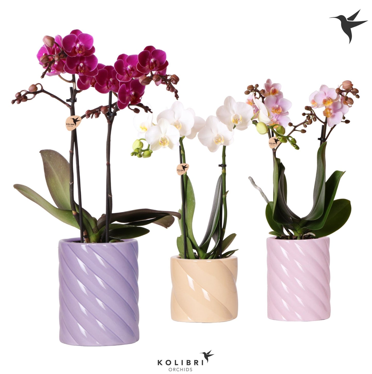 Kolibri Orchids Phalaenopsis mix 2 spike in Candy pot pink mix 40cm 9cm Pot