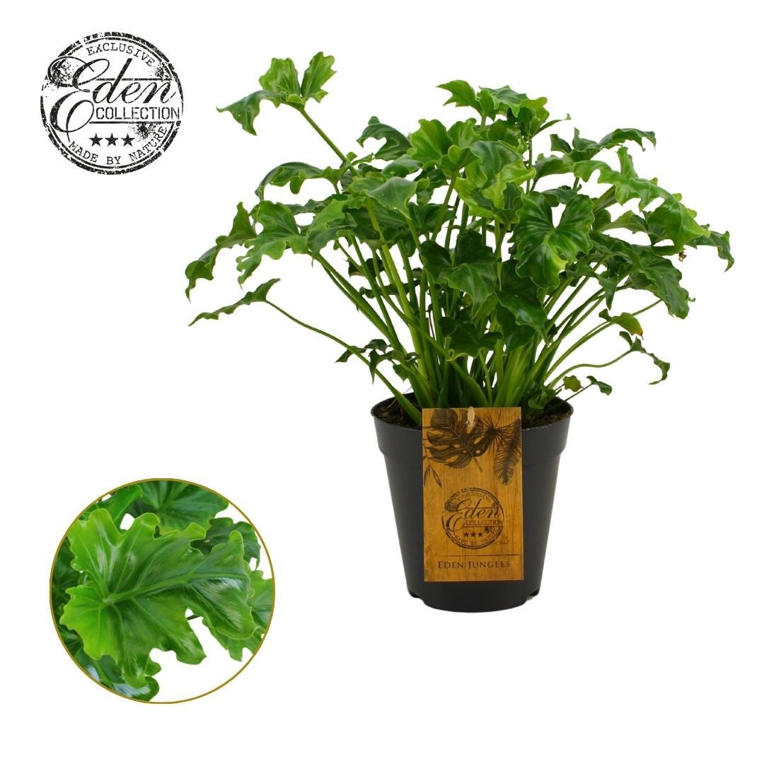 Philodendron scandens 35cm 15cm Pot