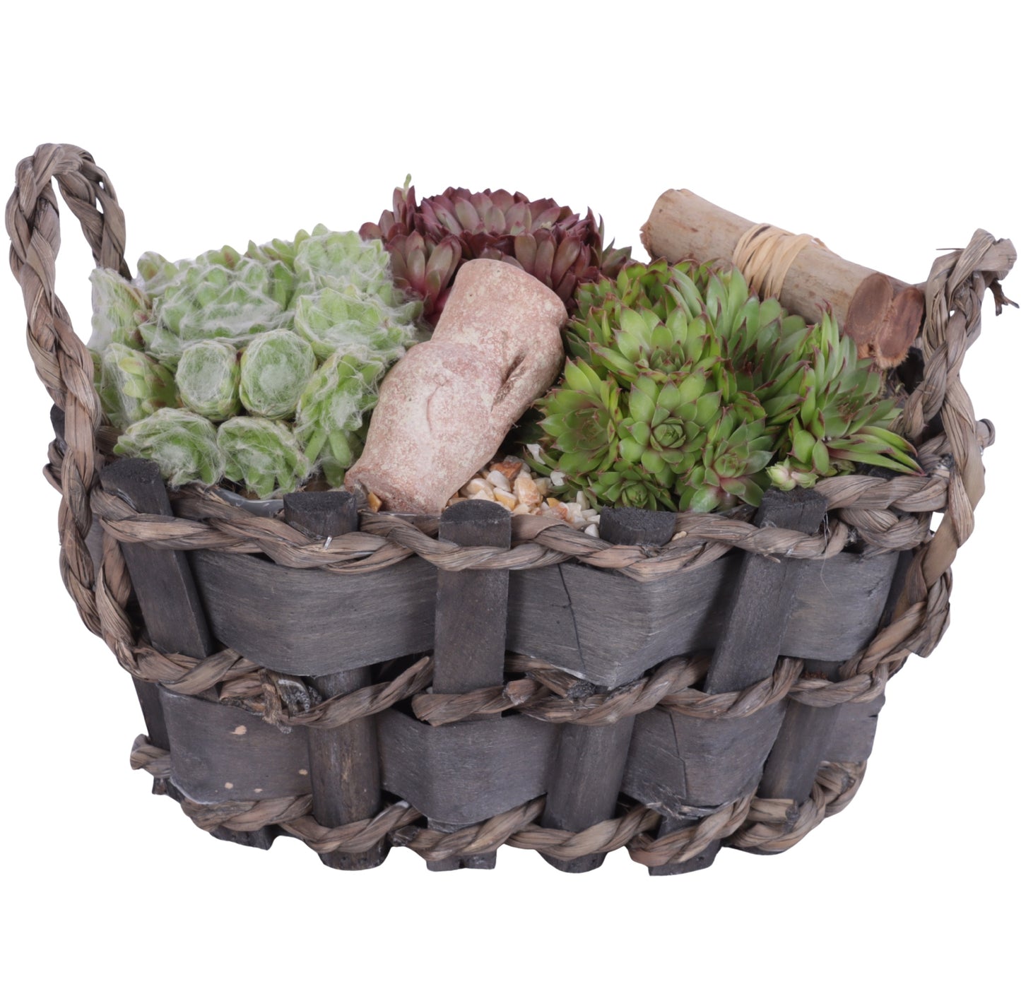 arr. Sempervivum 20cm 29cm Pot