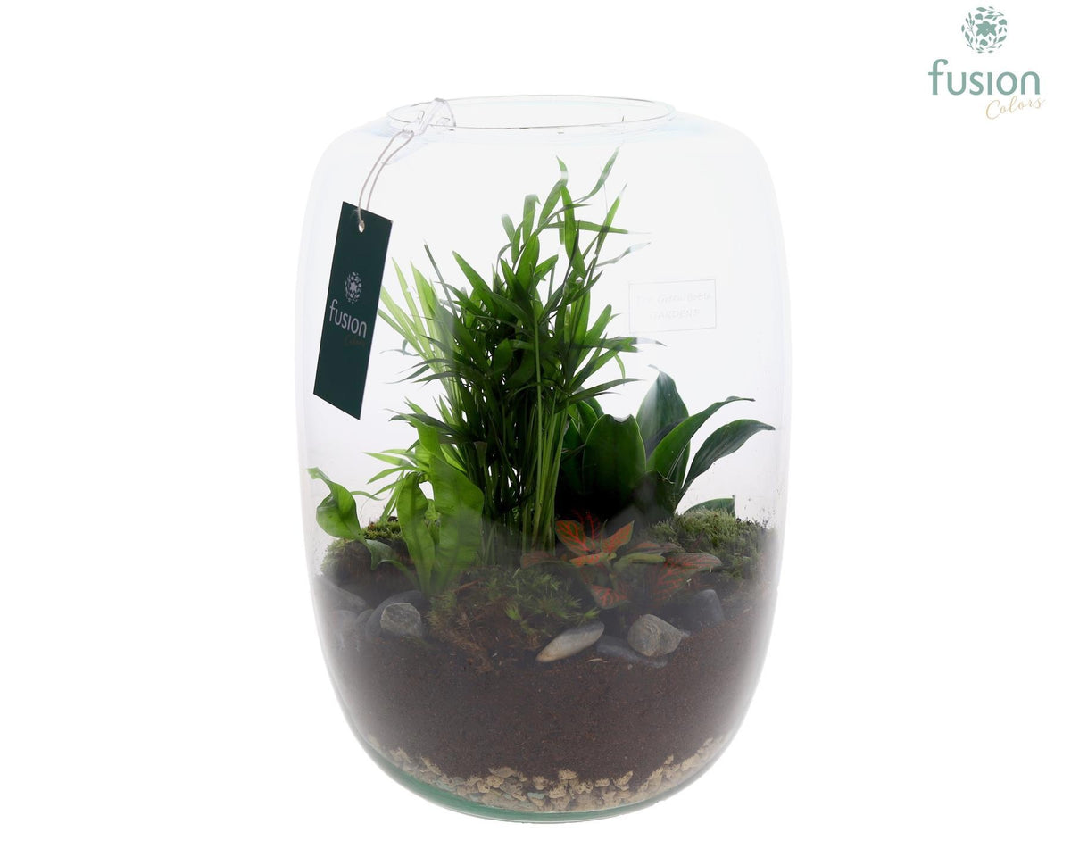 Green Bottle Isabella XLarge met Groene Planten 29cm 23cm Pot