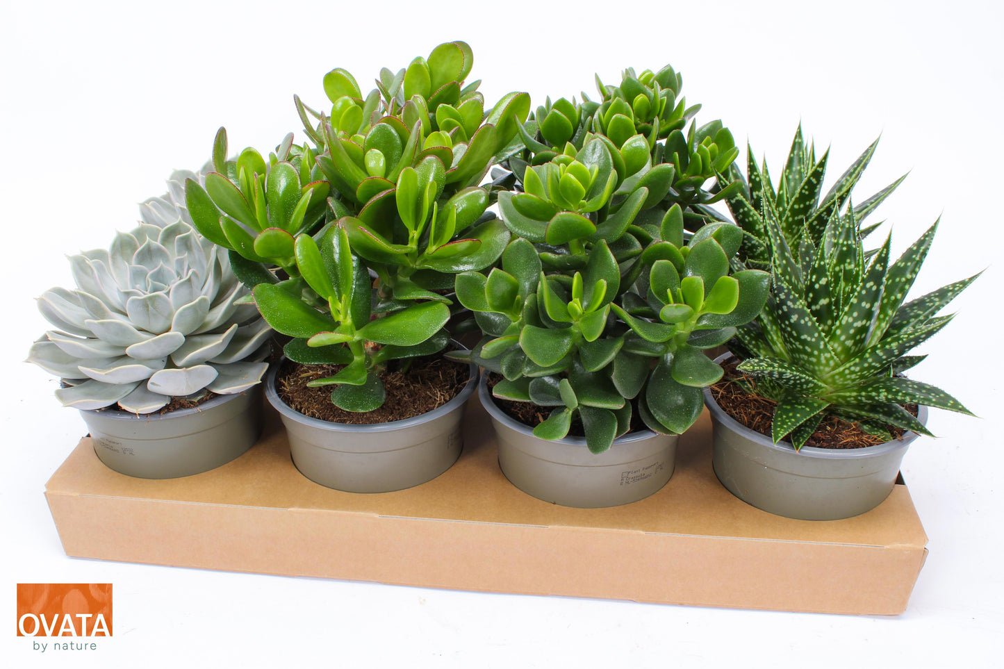 Succulent mix 16cm 14cm Pot