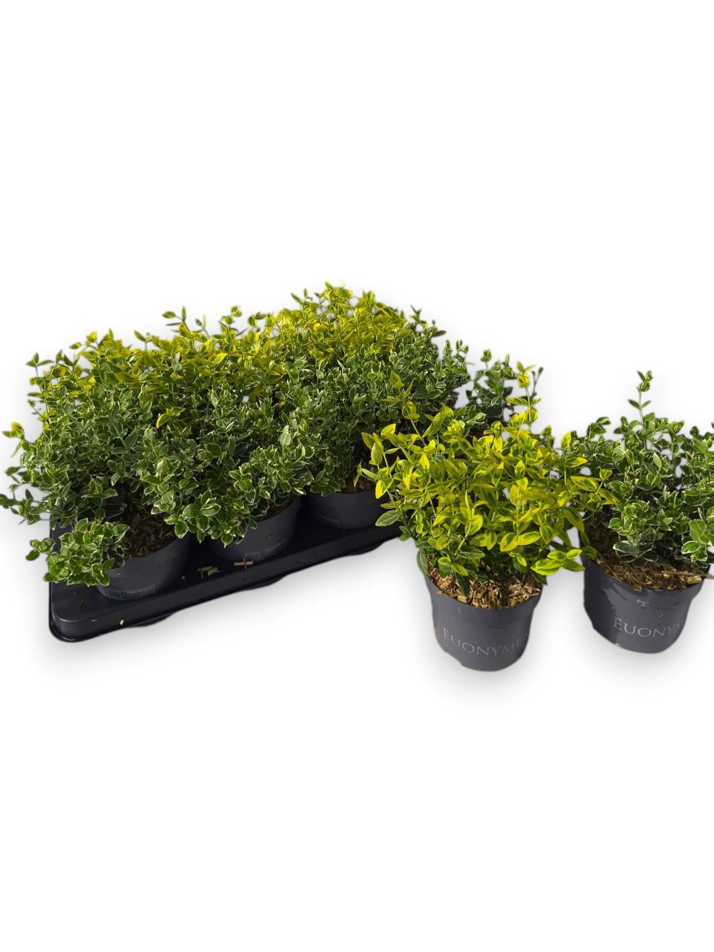 Euonymus fortunei 30cm 13cm Pot