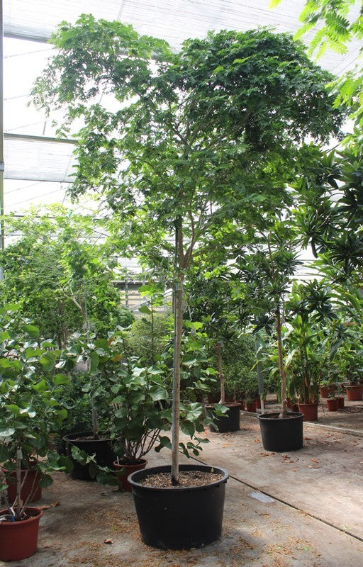 Plants 450cm 96cm Pot
