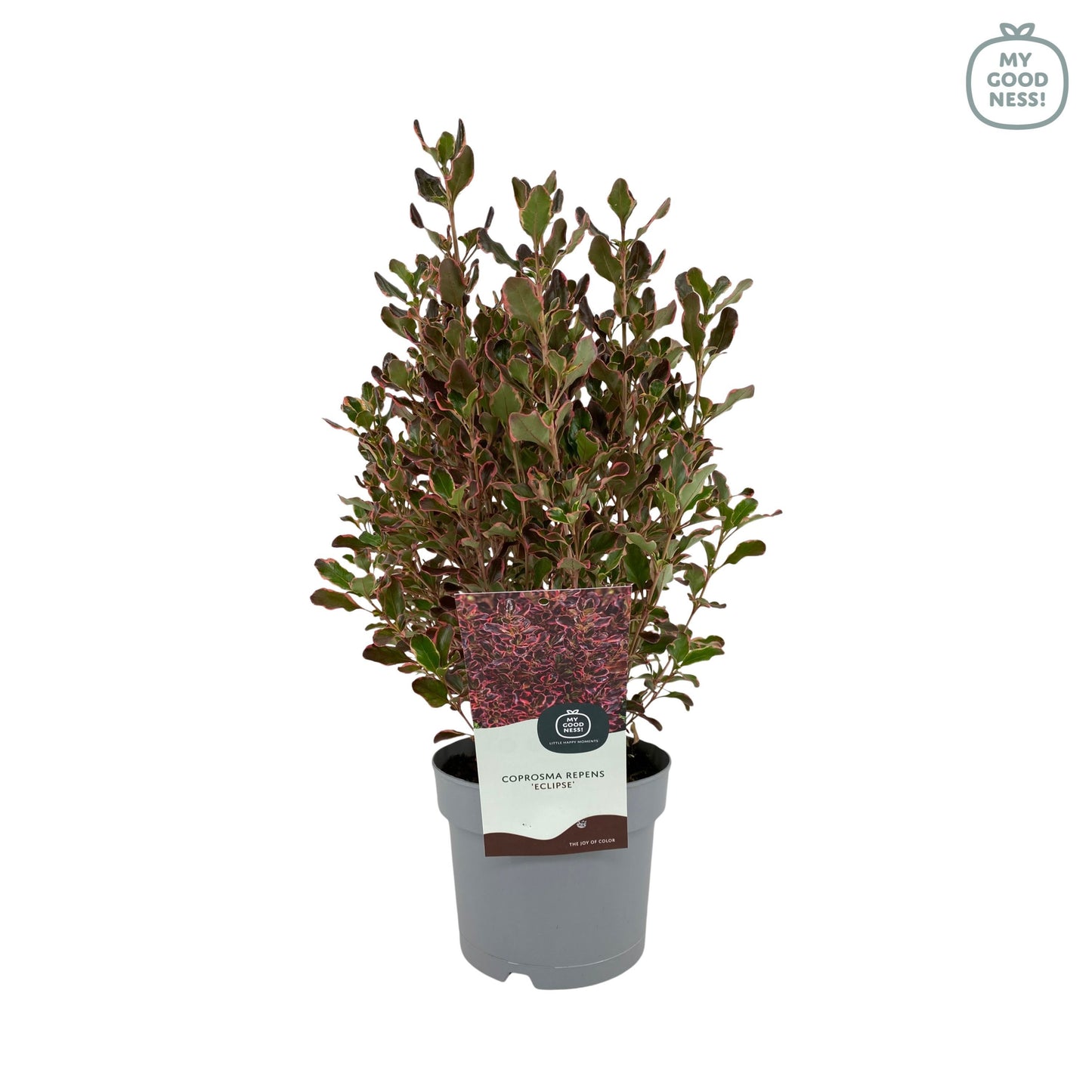 Coprosma repens 30cm 17cm Pot