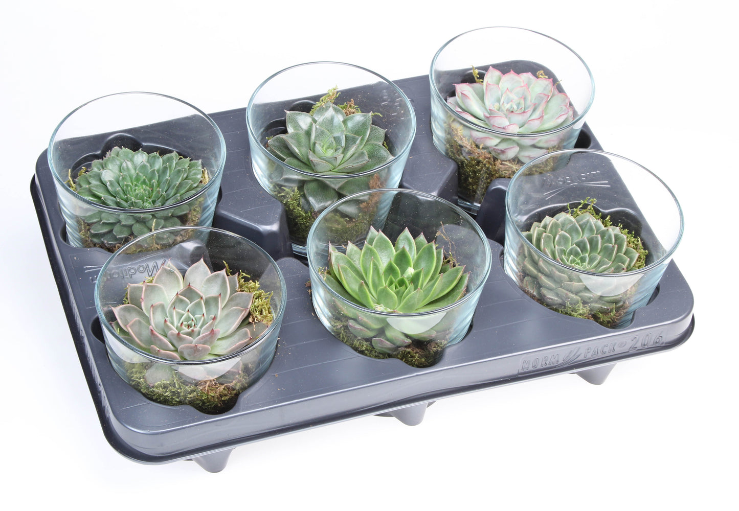 Deco glas succulent 10cm 10cm Pot