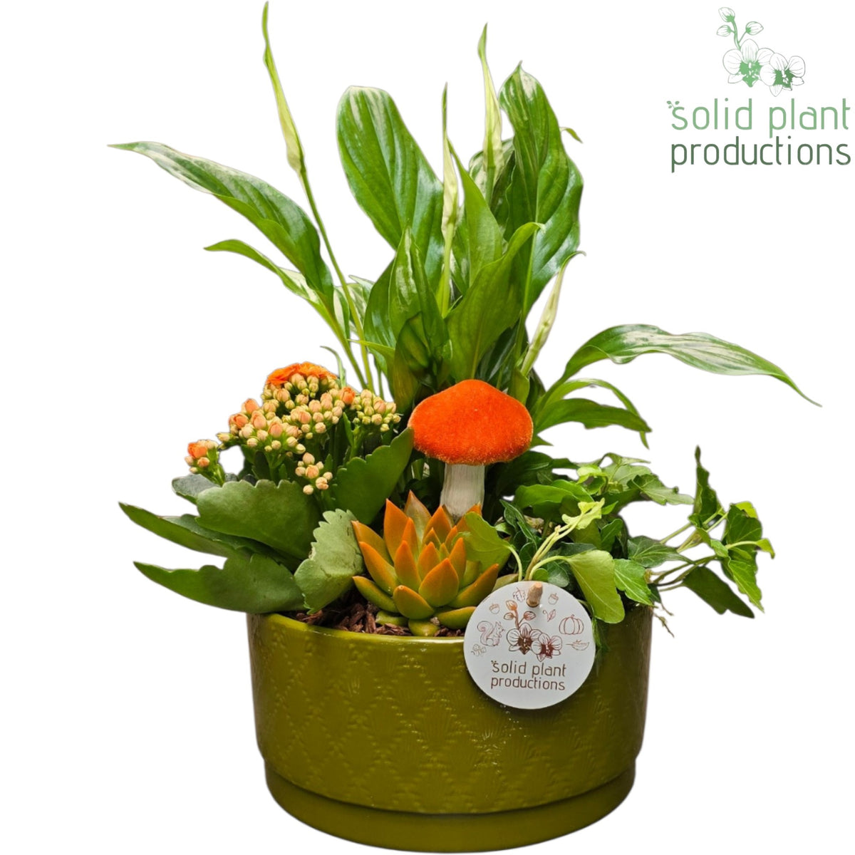 SE003 Loes Green Orange Echeveria 38cm 18cm Pot