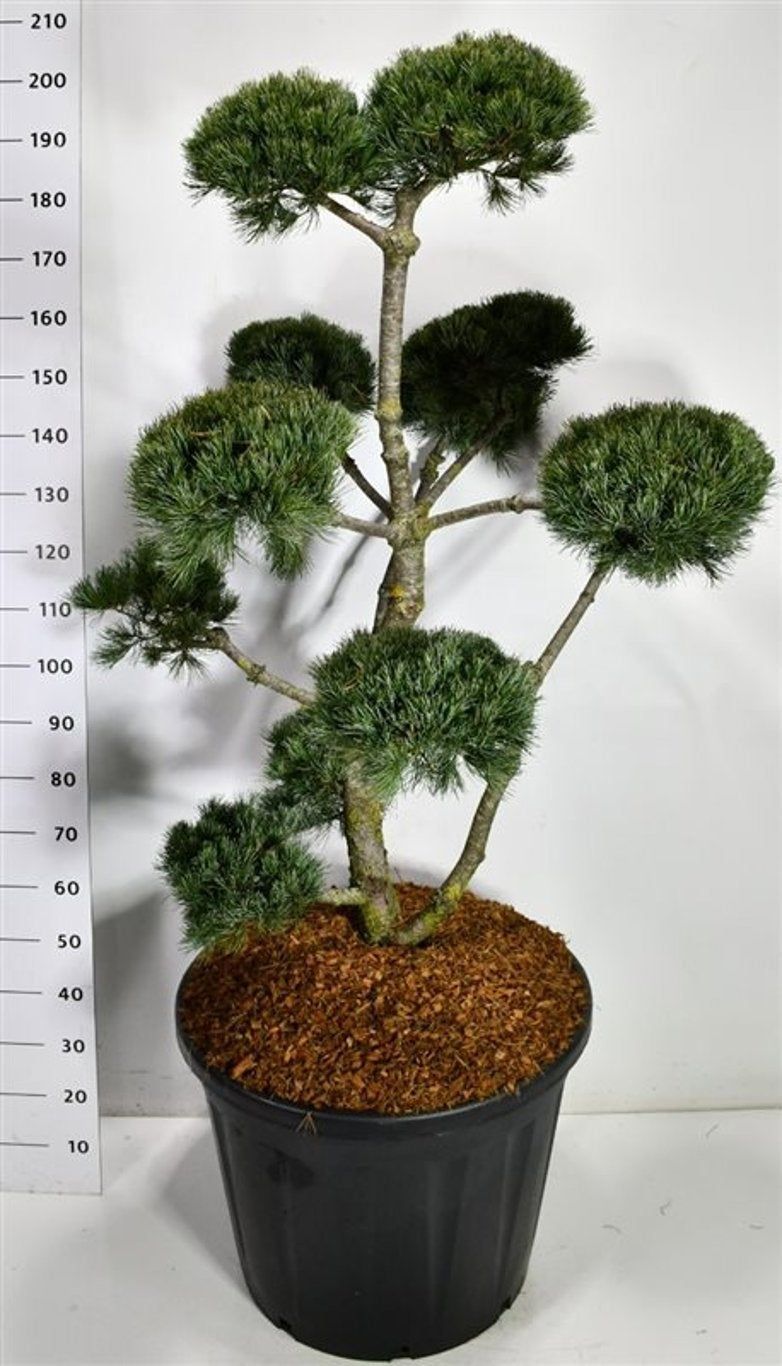Pinus par. Negishi 200cm 65cm Pot