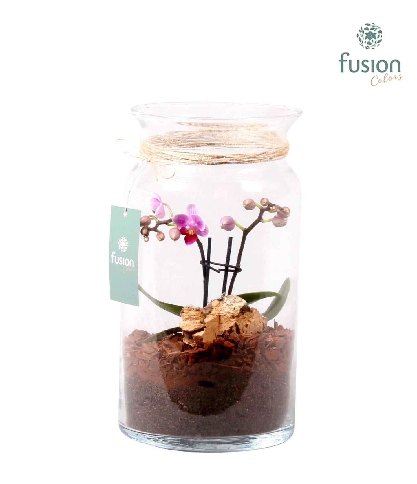 Glazen melkbus met Phalaenopsis D15.5 H30 29cm 16cm Pot