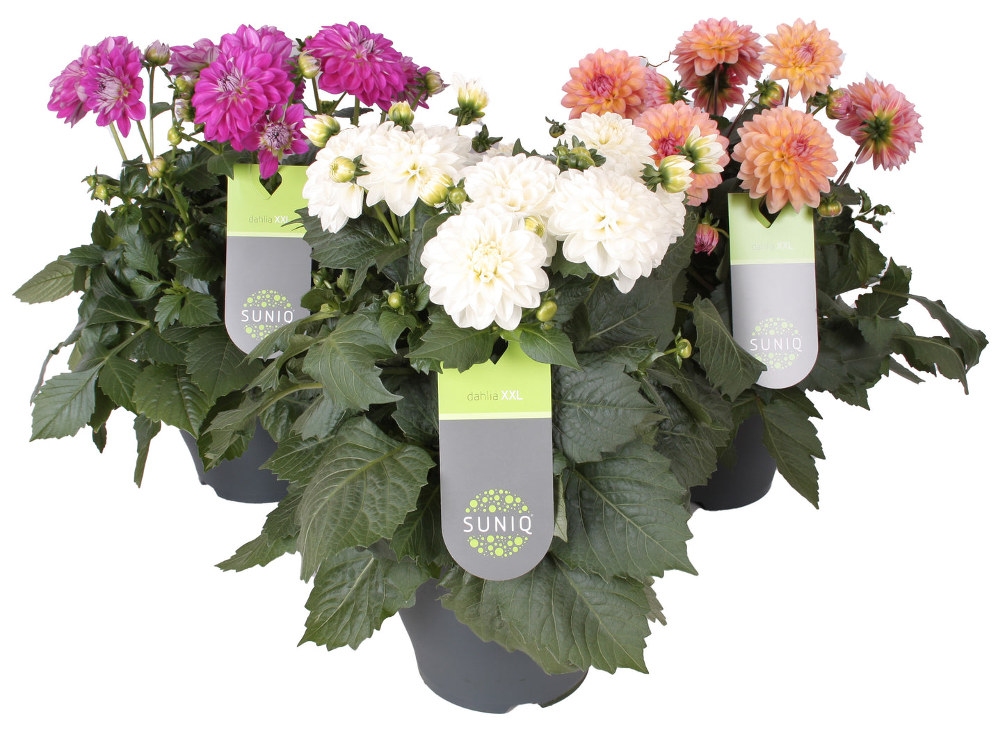 Dahlia XXL 60cm 23cm Pot