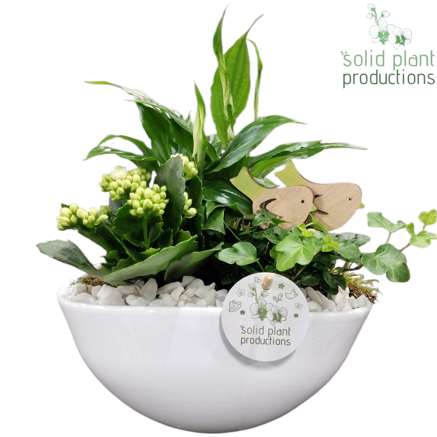 Solid Plant Productions SP005 Evelyn White Pack of 4