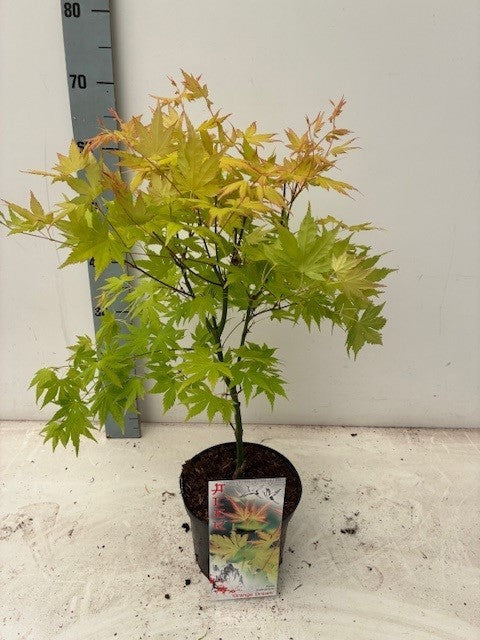 Acer Orange Dream 60cm 19cm Pot