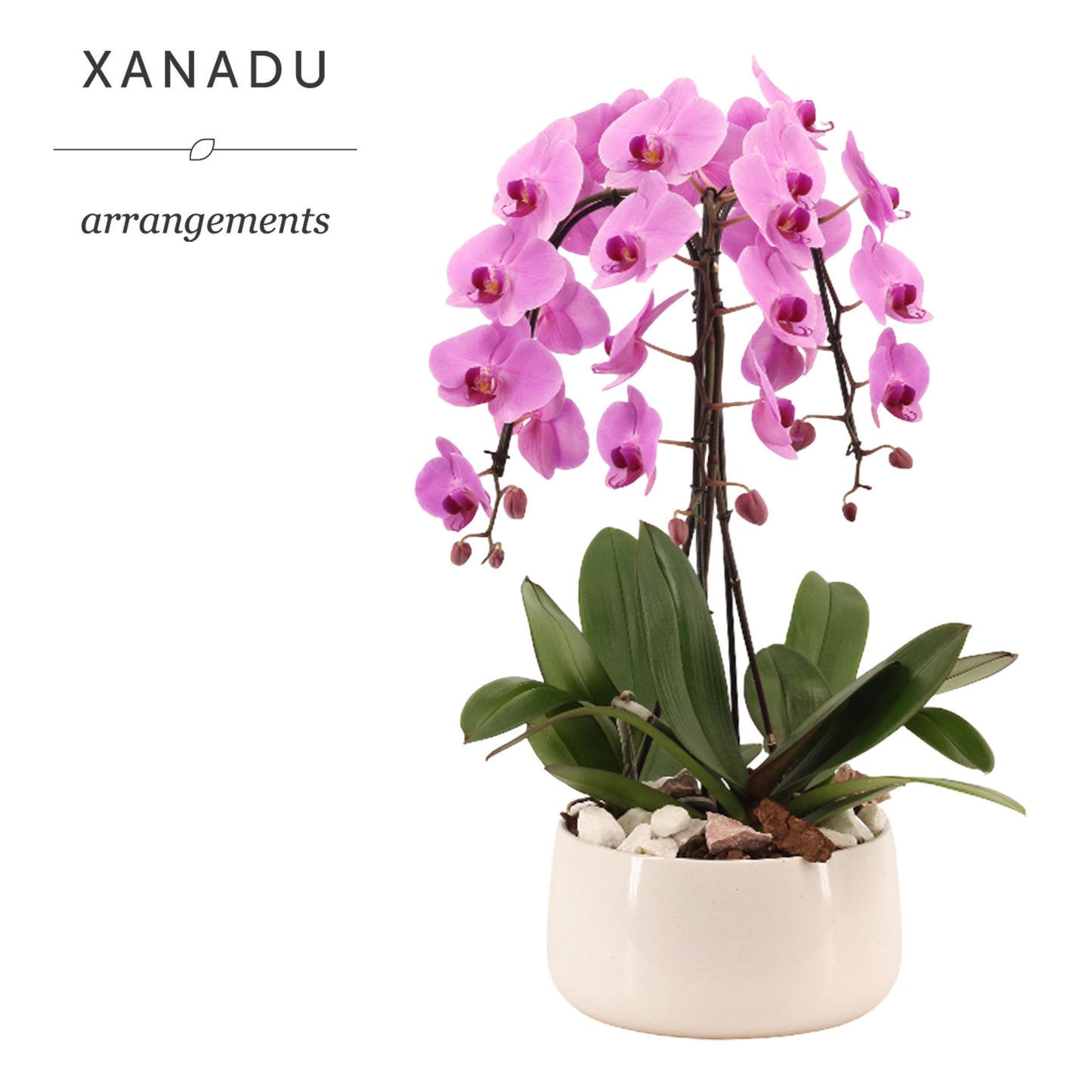 Xanadu Vientiane 60cm 24cm Pot