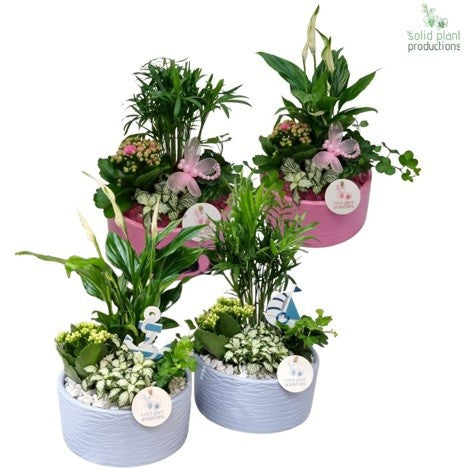 SC003 Loes Blue/Pink Mix 38cm 18cm Pot