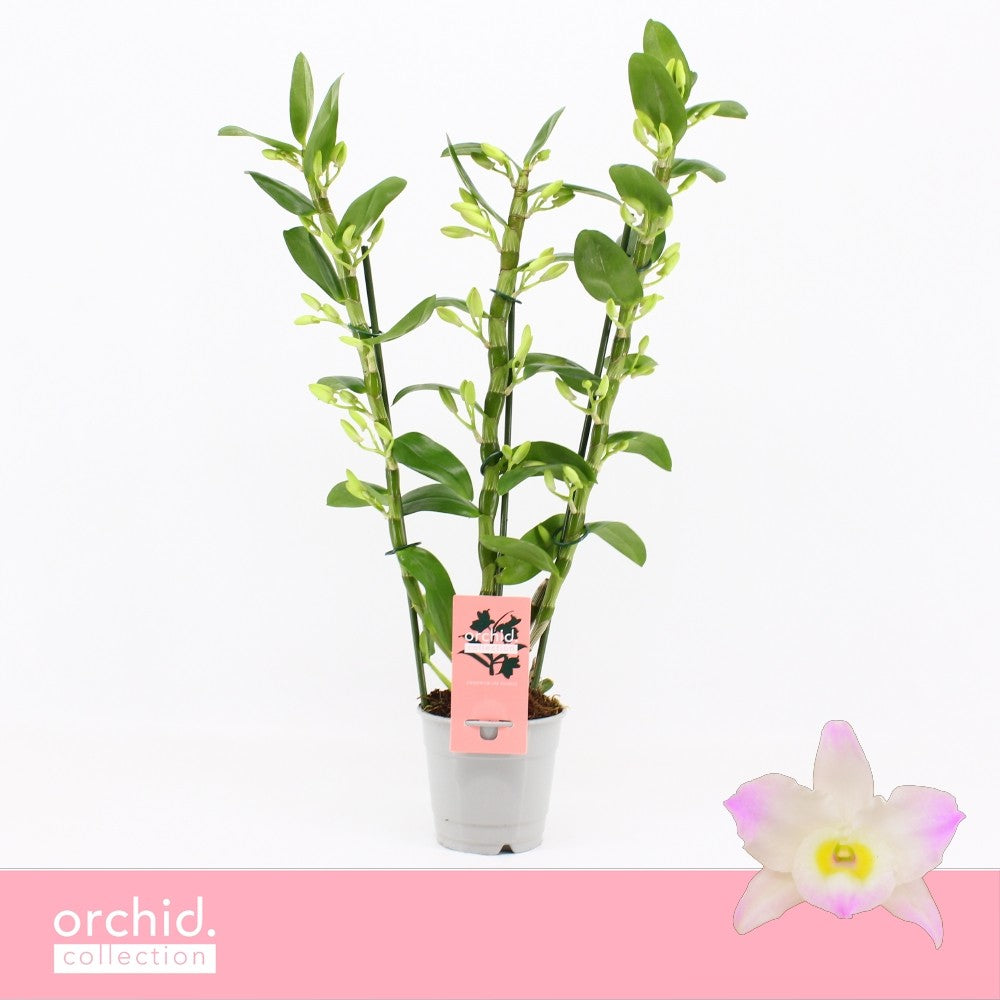 Dendrobium Kumiko 50cm 12cm Pot
